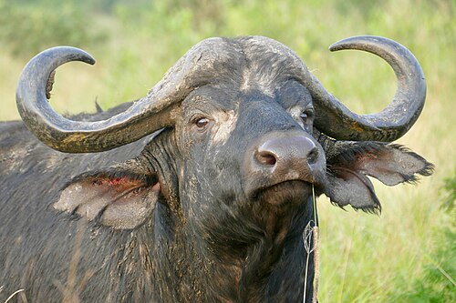 Kaffernbüffel (Syncerus caffer), cape bull