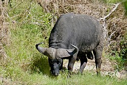 Kaffernbüffel, cape bull grazing