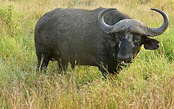 Kaffernbüffel, cape bull