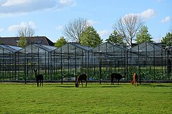 Alpaka, greenhouses bemmel