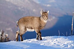 Alpensteinbock (Capra ibex), wild baby creux du van giles laurent