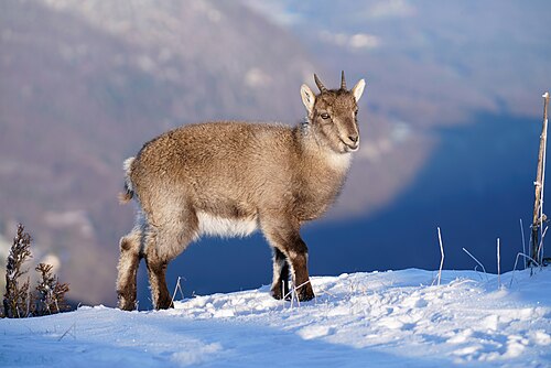 Alpensteinbock, wild baby creux du van giles laurent