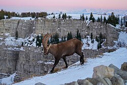 Alpensteinbock, wild swiss alps creux du van giles laurent