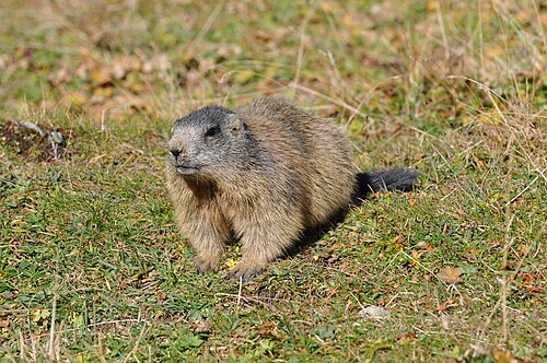 Alpenmurmeltier (Marmota marmota), rätikon