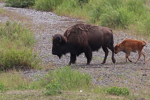 Amerikanischer Bison (Bison bison), with calf