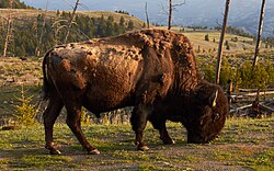 Amerikanischer Bison, yellowstone national park