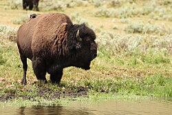 Amerikanischer Bison, water