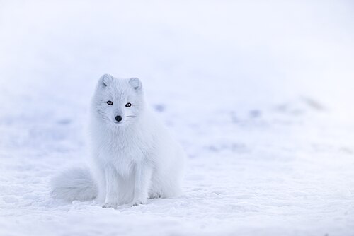Polarfuchs (Vulpes lagopus), iceland