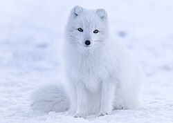Polarfuchs, iceland cropped