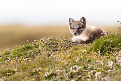 Polarfuchs, juvenile