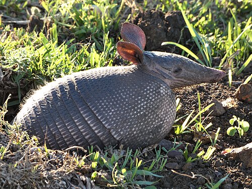Neunbindengürteltier (Dasypus novemcinctus), tatu en su cueva uruguay
