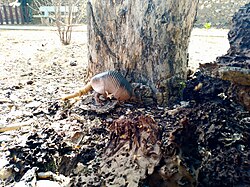 Neunbindengürteltier, terminando zoológico de paraguaná