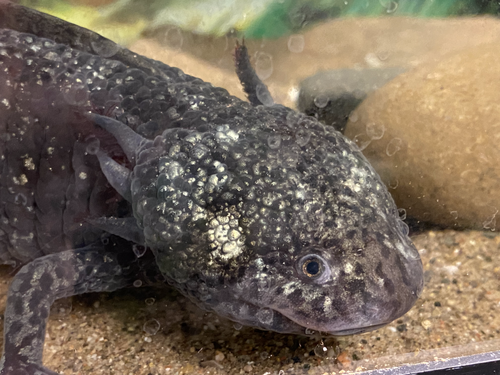 Axolotl, female