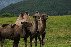 Trampeltier, group highland wildlife park scotland