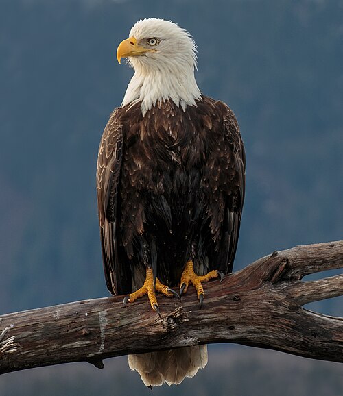 Weisskopfseeadler, kachemak bay alaska