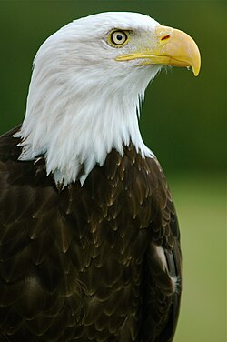 Weisskopfseeadler, helga