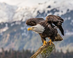 Weisskopfseeadler, about to fly alaska