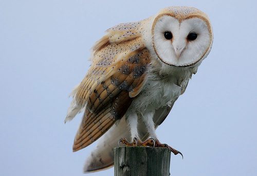 Schleiereule, flickr rainbirder
