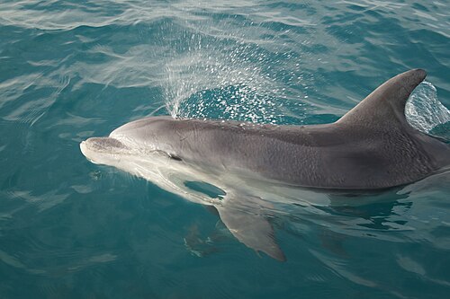 Grosser Tümmler (Tursiops truncatus)