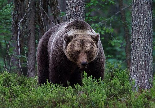 Braunbär, viiksimo kainuu region finland