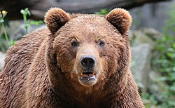 Braunbär, ours brun
