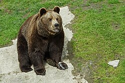 Braunbär, ähtäri