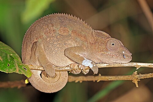 Panther chameleon (Furcifer pardalis), female montagne d ambre