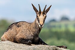 Chamois, altenfelden