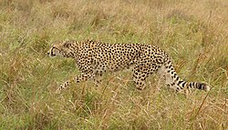 Gepard, female after chase