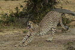 Gepard, masai mara national reserve