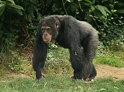 Schimpanse, male