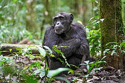 Schimpanse, alpha male kibale forest national park giles laurent