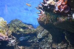 Clownfisch, calloplesiops altivelis aquarium de barcelona