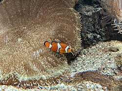 Clownfisch