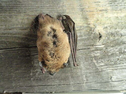 Zwergfledermaus (Pipistrellus pipistrellus), finnish museum natural history dsc04573