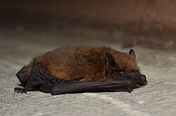 Zwergfledermaus