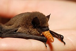 Zwergfledermaus, eating mealworm