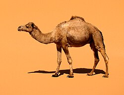 Dromedar, domestic merzouga