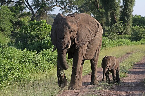 African elephant (Loxodonta africana), bush female with six week old baby