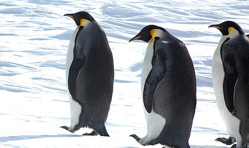 Kaiserpinguin (Aptenodytes forsteri), snow hill island luyten de hauwere