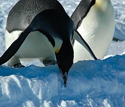 Kaiserpinguin, snow hill island luyten de hauwere