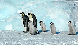 Kaiserpinguin, snow hill island luyten de hauwere