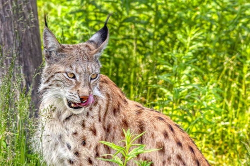 Eurasischer Luchs (Lynx lynx)