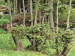 Eurasischer Luchs, wildpark bad mergentheim