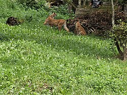 Eurasischer Luchs, wildpark bad mergentheim