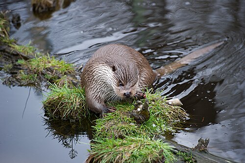 Fischotter (Lutra lutra), european