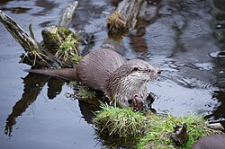 Fischotter, european