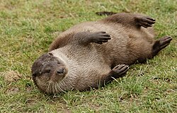 Fischotter, pose