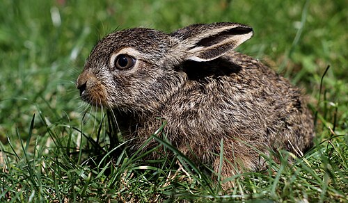 Feldhase (Lepus europaeus), zaj c szarak
