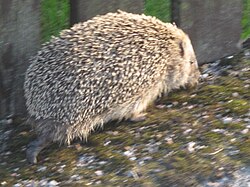 Europäischer Igel (Erinaceus europaeus), sweden